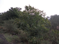 nte Cagliato-20111114 013
